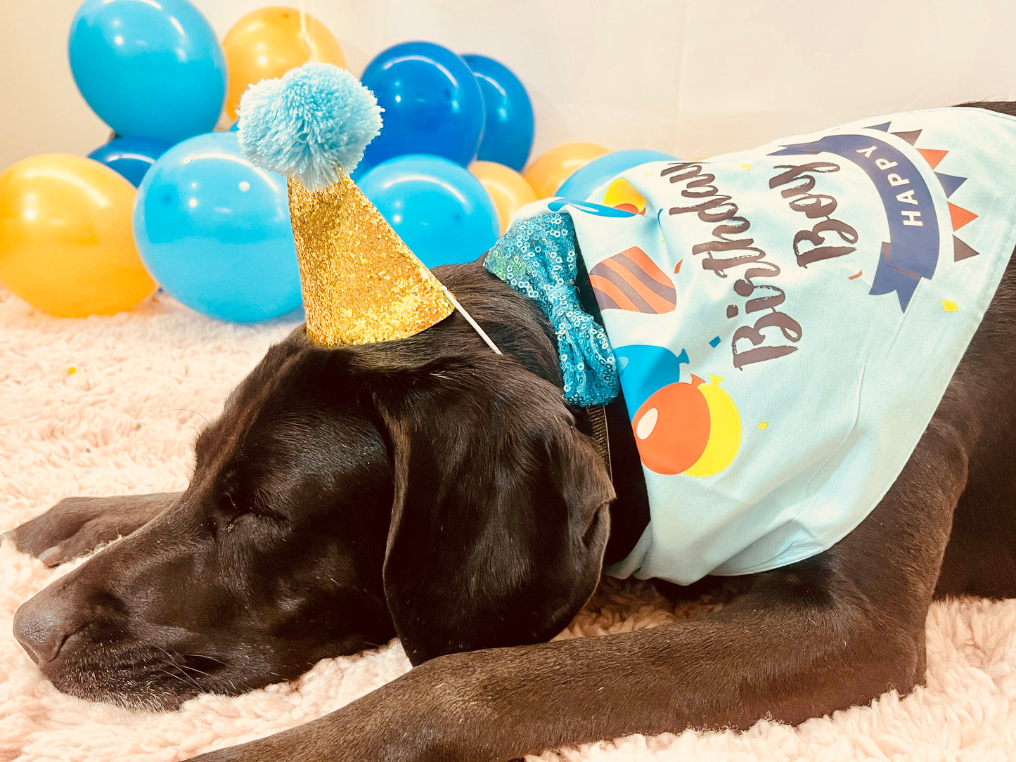 Puppy Pawty Box, Blue
