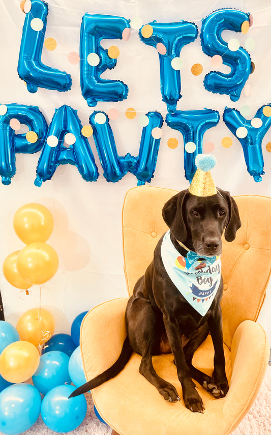 Puppy Pawty Box, Blue