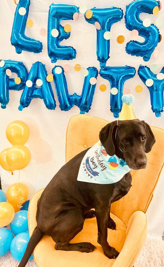 Puppy Pawty Box, Blue